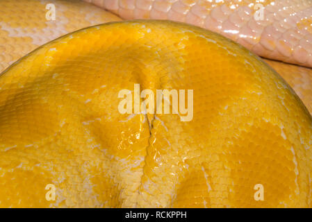 Albino Tigerpython (Python bivittatus) Stockfoto