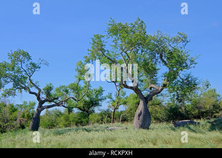 Schönen riesigen ceiba Bäume, chorisia Insignis, und die Landschaft von Gran Chaco, Paraguay Stockfoto