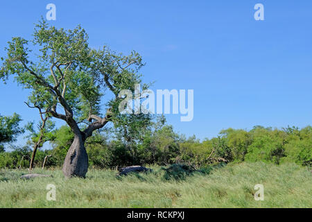 Schönen riesigen ceiba Bäume, chorisia Insignis, und die Landschaft von Gran Chaco, Paraguay Stockfoto