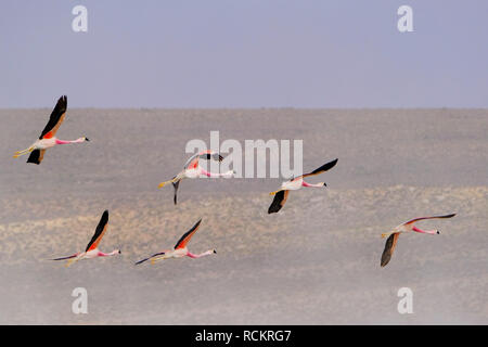 Fliegen Chile Flamingos, Phoenicopterus Sp., Surire Lagune Salt Lake Naturdenkmal, Chile Stockfoto