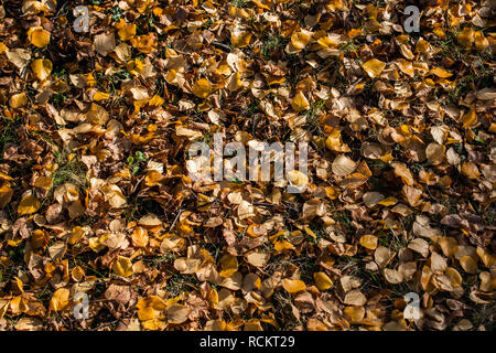 Getrocknete Blätter Textur Hintergrund im Herbst Stockfoto