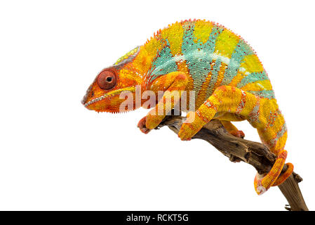 Gelbe blaue Eidechse Panther chameleon auf weißem Hintergrund Stockfoto