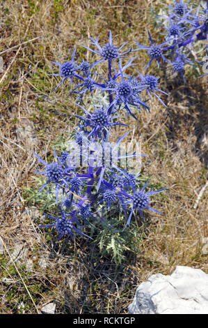 Flache meer Holly, blau, eryngo Flachblatt-Mannstreu Flachblatt-Edeldistel Flachblättriger Mannstreu,,, kék iringó, Eryngium Planum Stockfoto