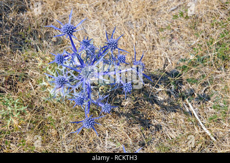Flache meer Holly, blau, eryngo Flachblatt-Mannstreu Flachblatt-Edeldistel Flachblättriger Mannstreu,,, kék iringó, Eryngium Planum Stockfoto