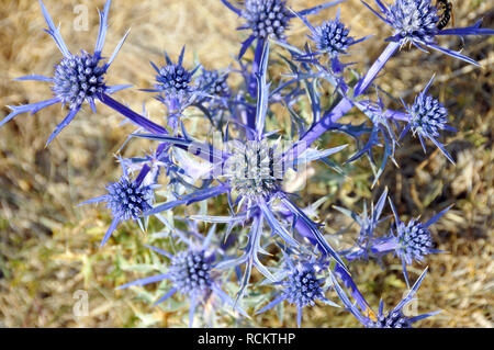 Flache meer Holly, blau, eryngo Flachblatt-Mannstreu Flachblatt-Edeldistel Flachblättriger Mannstreu,,, kék iringó, Eryngium Planum Stockfoto