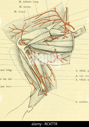 . Die Anatomie des Frosches; ein Handbuch für Physiologen, Ãrzte und Studire. A. Aortenprothesen. 337 Aeste: a) A. circuniflcxa iliiim Interna (Abb. 87). Sterben A. circumflexa Ilium interna ist ein dünner Ast, der in das Becken zurückläuft und medial vom Os ilium, zwischen diesem und dem M. iliacus, dorsalwärts coccijgeo - dringt. Er verzweigt sich mit einem Schädel- und einem caudalwärts verlaufenden Zweige medial vom Os ilium; der Caudale Ast Balatonfüred dabei zwischen dem Knochen und dem. 31. Iliacus internus, und schliesslich als A. nutritia dringt in das Os ilium ein, der craniale Ast verästelt sich im EIN Stockfoto