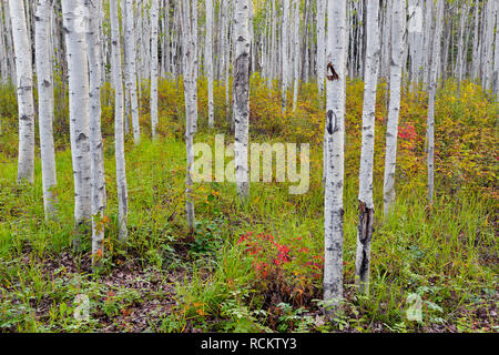 Aspen woodland im Spätsommer, Fort Providence, Northwest Territories, Kanada Stockfoto