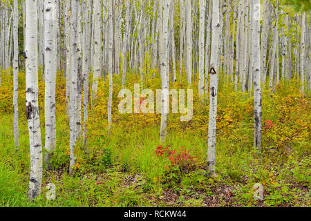 Aspen woodland im Spätsommer, Fort Providence, Northwest Territories, Kanada Stockfoto