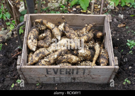 Helianthus tuberosus' Fuseau'. Ernte Topinambur. Stockfoto