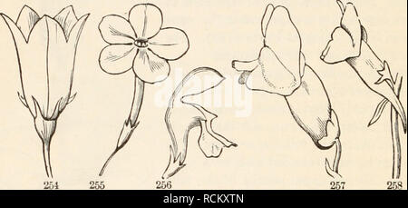 . Die Elemente der Botanik für Anfänger und für Schulen. Botanik. 254 255 256 257 Form eines Trichters oder Tunnel, wie in der Corolla der gemeinsamen Morning Glory (Abb. 247) und des Stramonium (Abb. 246). Abb. 248. Polypetalous blütenkrone Soapwort, der fünf Blütenblätter mit langen Krallen."* oder Stiel - wie Basen. Abb. 249. Blume des Ständigen Zypresse (Gilia coronopifolia); gamopetalous: Das Rohr Antwort auf die langen Krallen in 248, außer dass Sie coalescent sind: der Extremität oder Grenze (die Verbreitung Teil oben) ist fünf - getrennt, das heißt, die blütenblätter nicht es United außer auf Grundlage. Abb. 250. Blume von Cypress-vi Stockfoto