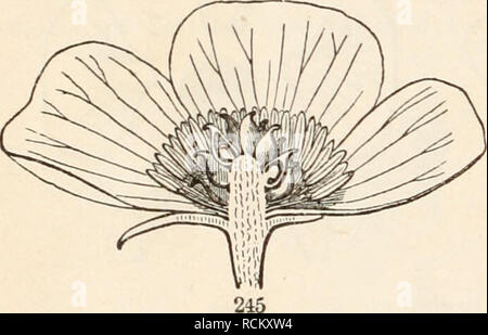 . Die Elemente der Botanik für Anfänger und für Schulen. Botanik. 88 Blumen. [Abschnitt 8. aus dem Blick gelassen werden. Das wollen der Symmetrie ist in der staubblätter. Diese sind in zwei Kreisen, einer äusseren und einer inneren. Der äußere Kreis besteht aus zwei nur Staubgefäßen; der Innere hat seine korrekte Anzahl der Vier. Die Blume Violett, die auf dem Plan von fünf ist, ist symmetrisch in Kelch, Corolla und Staubgefäßen, inas-viel wie jeder von diesen Kreisen besteht aus fünf Mitgliedern; es ist aber conspicu waren unregelmäßig in der Corolla, eines der blütenblätter ist sehr anders als der Rest, 254. Die Blüten der Rittersporn und Eisenhut Stockfoto