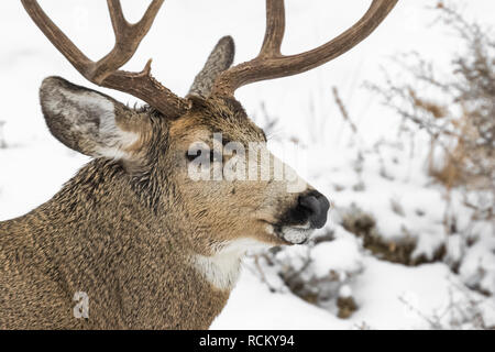 Rehe, Odocoileus hemionus, Buck mit Geweih während eines winterlichen November im Süden von Theodore Roosevelt National Park, North Dakota, USA Stockfoto