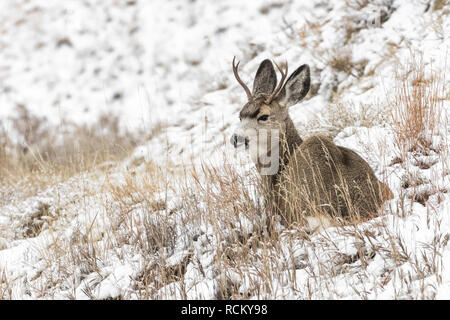 Rehe, Odocoileus hemionus, Buck mit Geweih während eines winterlichen November im Süden von Theodore Roosevelt National Park, North Dakota, USA Stockfoto