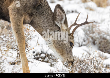 Rehe, Odocoileus hemionus, Buck mit Geweih während eines winterlichen November im Süden von Theodore Roosevelt National Park, North Dakota, USA Stockfoto