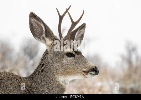 Rehe, Odocoileus hemionus, Buck mit Geweih während eines winterlichen November im Süden von Theodore Roosevelt National Park, North Dakota, USA Stockfoto