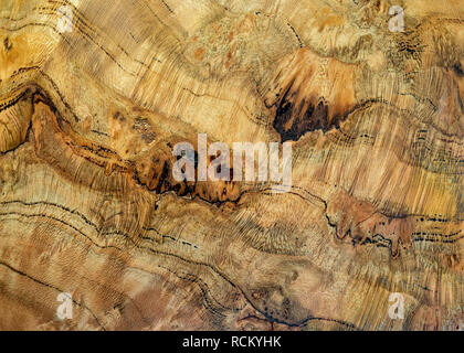 Holz Korn auf Schüssel vom Burl eines wilden Black Cherry (Prunus serotina), einem gemeinsamen Baum des östlichen Nordamerika. Stockfoto