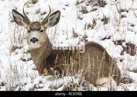 Rehe, Odocoileus hemionus, Buck mit Geweih während eines winterlichen November im Süden von Theodore Roosevelt National Park, North Dakota, USA Stockfoto