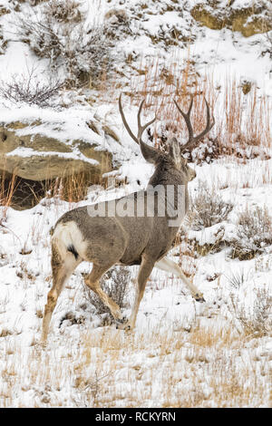 Rehe, Odocoileus hemionus, Buck mit Geweih während eines winterlichen November im Süden von Theodore Roosevelt National Park, North Dakota, USA Stockfoto