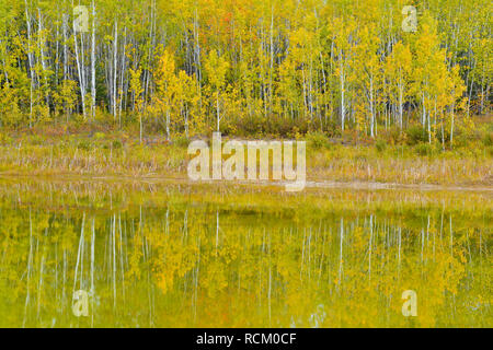 Herbst Espen in einem kleinen Teich, Fort Providence, Northwest Territories, Kanada wider Stockfoto