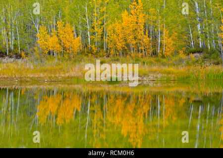 Herbst Espen in einem kleinen Teich, Fort Providence, Northwest Territories, Kanada wider Stockfoto