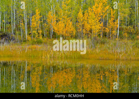 Herbst Espen in einem kleinen Teich, Fort Providence, Northwest Territories, Kanada wider Stockfoto