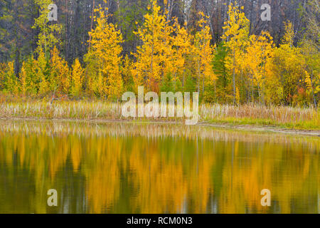 Herbst Espen in einem kleinen Teich, auf dem Highway 3 Richtung Norden nach Yellowknife, Nordwest-Territorien, Kanada wider Stockfoto