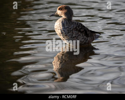 Ente schwimmt auf dem Wasser des Sees bei Sonnenuntergang Stockfoto