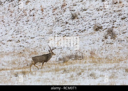 Rehe, Odocoileus hemionus, Buck mit Geweih während eines winterlichen November Theodore Roosevelt National Park, North Dakota, USA Stockfoto