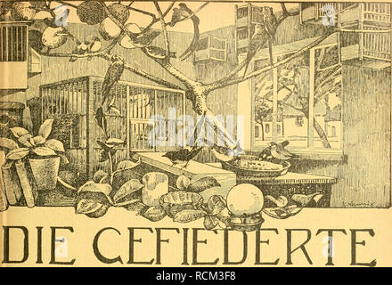 . Gefiederte Welt. Vögel. eft 37. 16. September 1915. Jahrgang XLIV.. Cafe WELT VQCHEN 5 CHRIFT FÜR-VOGELLIEBHABER. - Begründet von Dr. Karl Ruß. Herausgegeben von Karl Neunzig in Hermsdorf bei Berlin. INHALT: Dompfaffenzüchtung. Von Friedrich Busse. (Fortsetzung.) Allerlei eigene Beobachtungen und kritische Literaturstudien über allerhand heimische Waldvögel. Von Max Rendle. (Fortsetzung.) Krämpfe bei einem Jal&lt; o und sonstiges. Von Frau Oberin Kanzler. Von meinen und anderen Vögeln. Von Frau B. Ragotzi. (Fortsetzung.) Von der Stimme der Gans. Von O. K. Kleine Mitteilungen. - Sprechsaal. Stockfoto