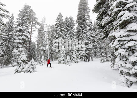 Eine snowshoer Wanderungen durch frisches Pulver in Eldorado National Forest, Kalifornien. Stockfoto