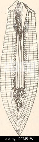 . Die fossilen Tintenfische; eine paläozoologische Monographie. Cephalopoda, Fossil. . Bitte beachten Sie, dass diese Bilder sind von der gescannten Seite Bilder, die digital für die Lesbarkeit verbessert haben mögen - Färbung und Aussehen dieser Abbildungen können nicht perfekt dem Original ähneln. extrahiert. Naef, Adolf. Jena, Fischer Stockfoto