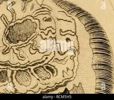 . Die Elemente der fossilen conchology; nach der Anordnung von Lamarck; mit der neu gegründeten Gattungen anderer Autoren. Muscheln, Fossil. . Bitte beachten Sie, dass diese Bilder sind von der gescannten Seite Bilder, die digital für die Lesbarkeit verbessert haben mögen - Färbung und Aussehen dieser Abbildungen können nicht perfekt dem Original ähneln. extrahiert. Braun, Thomas, 1785-1862. London, Houlston &Amp; Stoneman; Edinburgh, Adam&amp; Charles Schwarz Stockfoto