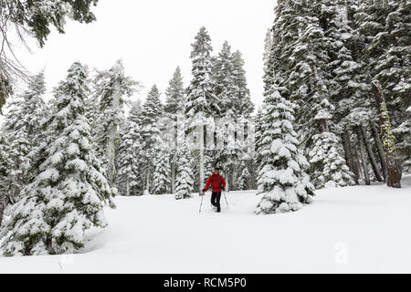 Eine snowshoer Wanderungen durch frisches Pulver in Eldorado National Forest, Kalifornien. Stockfoto