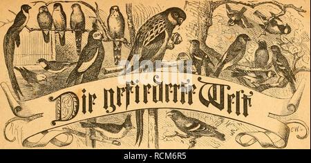 . Gefiederte Welt. Vögel. Für äcitfdjvift SBoöcüietiljafiev,=3 Üd) ter unö = § anMev. 33 eftelluit (icit) buvd jcbc 3? mf) = l) nnbhuui jomic jcbc SpoftnnftnU. Ein ^ e r a u ö c3 e g e b e n ü o ii Dr. larl lU ^. * Ssreiä&gt;) (icvteljä) vlid) 15 © Gr. SUte 14 Salbei eine Slummev. 1. g^aljtgrttttj. ^ bctt ctrftn, 5. 1872 Pfccmßcr Llo. 25. ; 3 n 9 a I t: S (). uvmfctin ialEicii in © tnavcnfnften. -^ Paftnvbjnrfit Dom (ÄannvienBogel iHnipcl unb. - 3 uv-ilcnntni^ bcv cinticiiuifdjen (i'ulcn (Si^ln |). - TytwnS Sifueü fi'iv bie liogclftubc. - Riegel 35 ogelfiuI) c fierrn bcä^ Harl@ubera in Ceipjig. - S cigclfrnnf f) citcn: Stockfoto