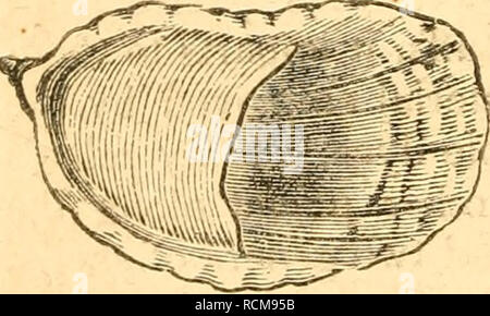 . Elemente der conchology/Vorbereitet für die Nutzung der Schulen und der Hochschulen. Muscheln. Fi^. 72.- HIPPONYX.. Bitte beachten Sie, dass diese Bilder sind von der gescannten Seite Bilder, die digital für die Lesbarkeit verbessert haben mögen - Färbung und Aussehen dieser Abbildungen können nicht perfekt dem Original ähneln. extrahiert. Ruschenberger, W. S. W. (William Samuel Waithman), 1807-1895; Comté, Achille, 1802-1866; Milne-Edwards, H. (Henri), 1800-1885. Philadelphia: Grigg &Amp; Elliot Stockfoto