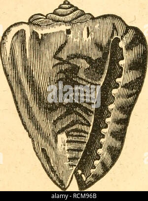 . Elemente der conchology/Vorbereitet für die Nutzung der Schulen und der Hochschulen. Muscheln. 54 CASSIS. - TEREBRA. - CERITHIUM. genannt, die es sehr ähnelt. Die shell ist eiförmig, dick, am häufigsten tuberculated und durch seine abgeflachte Columella, die prägnante gegen Ende gegenüber dem Turm geprägt, und das bilden, an diesem Punkt mit den äußeren Rand der Blende, ein unprojecting Kanal.. Bitte beachten Sie, dass diese Bilder extrahiert werden aus der gescannten Seite Bilder, die digital haben für die Lesbarkeit verbessert - Färbung und Aussehen dieser Abbildungen können nicht Perfekt re Stockfoto