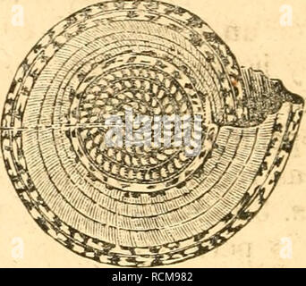 . Elemente der conchology/Vorbereitet für die Nutzung der Schulen und der Hochschulen. Muscheln. . Bitte beachten Sie, dass diese Bilder sind von der gescannten Seite Bilder, die digital für die Lesbarkeit verbessert haben mögen - Färbung und Aussehen dieser Abbildungen können nicht perfekt dem Original ähneln. extrahiert. Ruschenberger, W. S. W. (William Samuel Waithman), 1807-1895; Comté, Achille, 1802-1866; Milne-Edwards, H. (Henri), 1800-1885. Philadelphia: Grigg &Amp; Elliot Stockfoto
