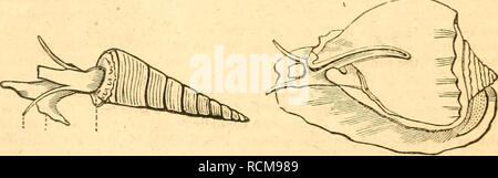 . Elemente der conchology/Vorbereitet für die Nutzung der Schulen und der Hochschulen. Muscheln. 44 ATEMWEGE Hohlraum von PECTINIBRANCHIATA. Und viele von denen, die in der Shell einfach konisch ist. Die bemerkenswerteste Eigenschaft von fast allen diesen Tieren ist der Ar-Abmachung der Branchial Apparate; aber dieses Zeichen ist nicht konstant; in beiden Gattungen (Cyclostoma und Helicina), die auch in anderer Hinsicht fast verbündet sind, an die normalen pectinibran - chiata von Ihnen getrennt werden, gibt es keine branchise, und ihre Atmung, die Antenne ist wie in pulmonea, ist durch ein Gefäß-net durchgeführt. Stockfoto
