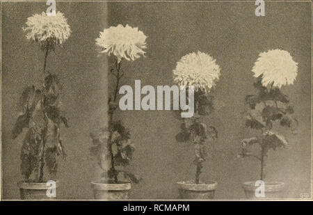 . Gartenwelt sterben. Im Garten arbeiten. Illustrierte Wochenschrift für den gesamten Gartenbau. Jahrgang XVII. 11. Januar 1913. Und nadidruck Nadibildung aus dem Inhalte of this Zeitschrift werdener strafreditlick verfolgt. Nr.2. Chrysantheme. Wertvolle neue Chrysanthemumsorten. Von Obergärtner Peter Fischer, Ransbach. (Hierzu sieben Abbildungen, / und "gartenwelt" gefertigten Aufnahmen.) Nachstehend einfach in ZAHLR neue Züchtungen auf-merksam machen, die sich in den hiesigen Kulturen vorzüglich bewährt haben. Sser^/ieZ-oc/iaux (siehe Abb.) ist untenstehend eingedrungener Wachser. Die Blume Stockfoto