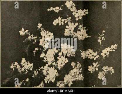. Gartenwelt sterben. Im Garten arbeiten. 450 sterben Gartenwelt. XVI, 33. Exochorda grandiflora. Ich Exochorda grandiflora Lindley (siehe Abb. oben) ist wohl die bekannteste. Der Strauch wird hier über 2 m hoch, hat einen gefälligen, leicht überhängenden Wuchs und ist von Ende April bis Ende Mai mit den schönen weißen Sonne geradezu überschüttet. Sterben 10 - 12 mm lang ge-stielten Blätter stehen etwa 2 cm weit voneinander entfernt, sind 6 - 7 cm lang und halb so breit verkehrt eiförmig, länglich und von sattgrüner Färbung. Das obere Ende ist stumpf gecurbt. Schneeweißen sterben, etwa 5 cm großen Sky stehen zu 8 - 10 i Stockfoto