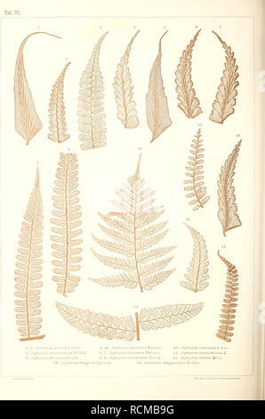 . Sterben der jetztwelt Farnkräuter, zur henkes lolland und Bestimmung, der in der Höhle Formationen der Erdrinde eingeschlossenen Überreste von vorweltlichen Arten of this Ordnung / Dm Flächen - skelet. Farne. . Bitte beachten Sie, dass diese Bilder sind von der gescannten Seite Bilder, die digital für die Lesbarkeit verbessert haben mögen - Färbung und Aussehen dieser Abbildungen können nicht perfekt dem Original ähneln. extrahiert. Ettingshausen, Constantin, freiherr von, 1826-1897. Wien, Sohn Verlag von Carl Gerold's Stockfoto