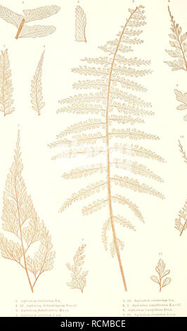 . Sterben der jetztwelt Farnkräuter, zur henkes lolland und Bestimmung, der in der Höhle Formationen der Erdrinde eingeschlossenen Überreste von vorweltlichen Arten of this Ordnung / Dm Flächen - skelet. Farne. . Bitte beachten Sie, dass diese Bilder sind von der gescannten Seite Bilder, die digital für die Lesbarkeit verbessert haben mögen - Färbung und Aussehen dieser Abbildungen können nicht perfekt dem Original ähneln. extrahiert. Ettingshausen, Constantin, freiherr von, 1826-1897. Wien, Sohn Verlag von Carl Gerold's Stockfoto