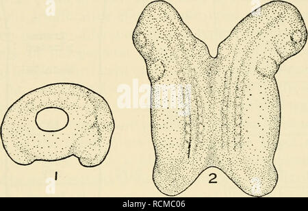 . Die Elemente der experimentellen Embryologie. Embryologie, Experimentelle; Embryologie. Differenzierung der AMPHIB ICH EIN NERVENSYSTEM 385 Zellen im ventralen Bereich des Rückenmarks, aber es ergibt sich ein 60 Prozent Rückgang in der Zahl der sensorischen Neuronen im Dorsalen - spinalganglien von jeder Seite.^ einseitigen Ausbau der Muskeln (der natürlich enthalten propriozeptive Rezeptor Organe), ohne zu verletzen die Haut darüber liegende, führt zu einer 40 Prozent Rückgang in der Zahl der sensorischen Neuronen im Dorsalen - spinalganglien von, Seite, wieder ohne Auswirkungen auf die Anzahl der motorischen Neuronen in der Ve Stockfoto