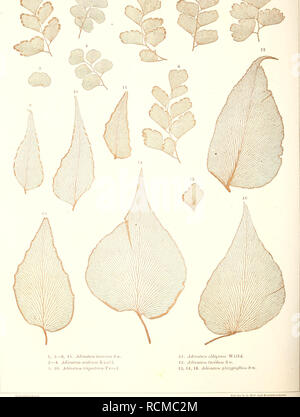 . Sterben der jetztwelt Farnkräuter, zur henkes lolland und Bestimmung, der in der Höhle Formationen der Erdrinde eingeschlossenen Überreste von vorweltlichen Arten of this Ordnung / Dm Flächen - skelet. Farne. . Bitte beachten Sie, dass diese Bilder sind von der gescannten Seite Bilder, die digital für die Lesbarkeit verbessert haben mögen - Färbung und Aussehen dieser Abbildungen können nicht perfekt dem Original ähneln. extrahiert. Ettingshausen, Constantin, freiherr von, 1826-1897. Wien, Sohn Verlag von Carl Gerold's Stockfoto