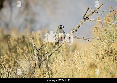 Männliche Kalifornien Wachtel Callipepla californica auf einem toten Zweig Stockfoto