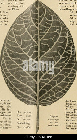 . Gartenwelt sterben. Im Garten arbeiten. Blatt einet (niederländisch Nerven - bmw Fittonia. venbehandlung Blattschwund Schwäche) Lei-der Ner-Nat. Größe. Samkeit dieses Mittels zur Genüge erklären dürfte. Aber nicht nur für nervöse Menschen, son-dern auch für nervöse Pflanzen, deren Nerven- und Blattsubstanz mehr und mehr schwindet (Blatt-Schwund), wodurch sie im Wachstum zurückbleiben, spindelig Werdener, nach dem Verpflanzen nicht durchwurzeln wol-len, selten oder gar nicht blühen, auch nur taube Samen liefern, wurde den Fortbestand ihrer Art in Frage stellt, sind Sterben Lecithinpräparate von großem Mutter - Stockfoto