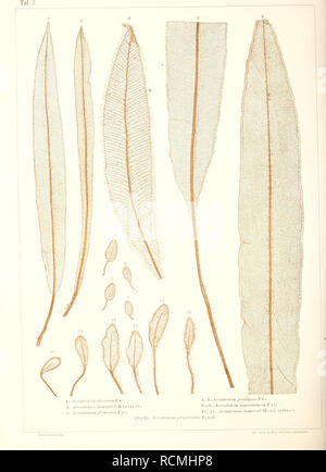 . Sterben der jetztwelt Farnkräuter, zur henkes lolland und Bestimmung, der in der Höhle Formationen der Erdrinde eingeschlossenen Überreste von vorweltlichen Arten of this Ordnung / Dm Flächen - skelet. Farne. . Bitte beachten Sie, dass diese Bilder sind von der gescannten Seite Bilder, die digital für die Lesbarkeit verbessert haben mögen - Färbung und Aussehen dieser Abbildungen können nicht perfekt dem Original ähneln. extrahiert. Ettingshausen, Constantin, freiherr von, 1826-1897. Wien, Sohn Verlag von Carl Gerold's Stockfoto