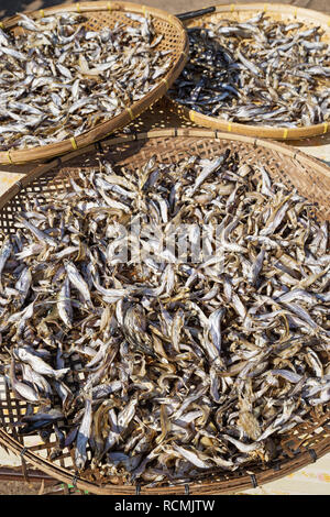 Trocknung kleiner Fisch im Korb Fächer auf einer Tabelle in Laos Stockfoto