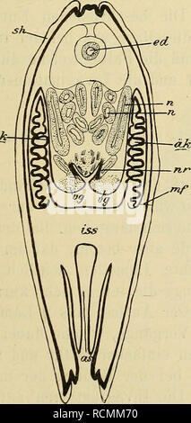 . Die Entwicklung der Kiemen bei Cyclas Hornhaut und Berlin Acephalen des süssen Wassers: ein Beitrag zur organogenese und Phylogenie der Lamellibranchiaten. Bivalvia; Bivalvia. . Bitte beachten Sie, dass diese Bilder sind von der gescannten Seite Bilder, die digital für die Lesbarkeit verbessert haben mögen - Färbung und Aussehen dieser Abbildungen können nicht perfekt dem Original ähneln. extrahiert. Wasserloos, E. in Jena: G. Fischer Stockfoto