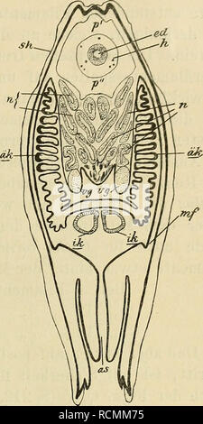 . Die Entwicklung der Kiemen bei Cyclas Hornhaut und Berlin Acephalen des süssen Wassers: ein Beitrag zur organogenese und Phylogenie der Lamellibranchiaten. Bivalvia; Bivalvia. . Bitte beachten Sie, dass diese Bilder sind von der gescannten Seite Bilder, die digital für die Lesbarkeit verbessert haben mögen - Färbung und Aussehen dieser Abbildungen können nicht perfekt dem Original ähneln. extrahiert. Wasserloos, E. in Jena: G. Fischer Stockfoto